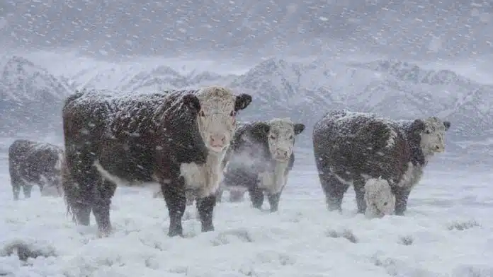 hereford-nevada-patagonia-argentina-agosto-2026 Bovinos Hereford en un campo nevado de la Patagonia argentina, bajo una tormenta de nieve con copos visibles y viento blanco, con la cordillera andina al fondo.