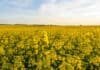 Brassicáceas: el 83% presenta condición Buena o Muy Buena