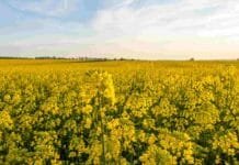 Brassicáceas: el 83% presenta condición Buena o Muy Buena