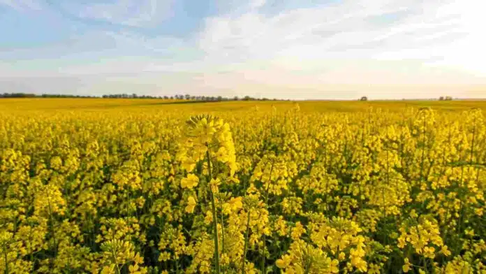 inmenso_campo_de_flores_amarillas