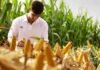 Un docu-reality donde el ganador es el que más kilos cosecha: NK presenta su formato más disruptivo en el Congreso Aapresid Investigador analiza una espiga de maíz en un lote durante una evaluación del cultivo.