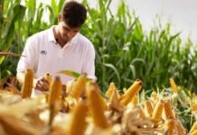 Un docu-reality donde el ganador es el que más kilos cosecha: NK presenta su formato más disruptivo en el Congreso Aapresid Investigador analiza una espiga de maíz en un lote durante una evaluación del cultivo.