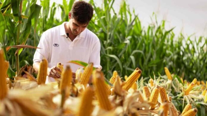 Investigador analiza una espiga de maíz en un lote durante una evaluación del cultivo.
