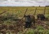 El jabalí avanza sin control y ya genera pérdidas por 1.600 millones de dólares al año Jabalíes europeos en un campo agrícola con suelo removido y alambrado dañado, reflejo del impacto de esta especie invasora en la producción agropecuaria argentina.