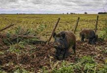 El jabalí avanza sin control y ya genera pérdidas por 1.600 millones de dólares al año Jabalíes europeos en un campo agrícola con suelo removido y alambrado dañado, reflejo del impacto de esta especie invasora en la producción agropecuaria argentina.