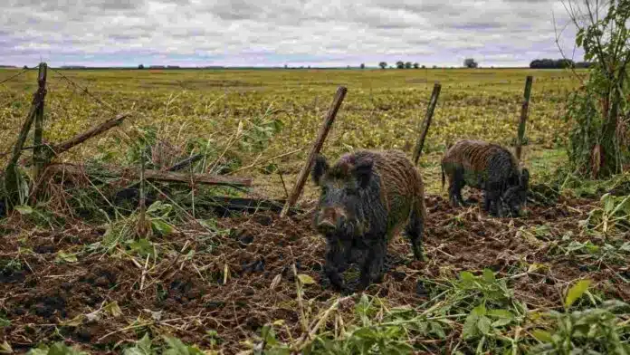 jabali-europeo-danos-cultivos-argentina Jabalíes europeos en un campo agrícola con suelo removido y alambrado dañado, reflejo del impacto de esta especie invasora en la producción agropecuaria argentina.