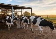 Lechería: una leve mejora en los precios alivia a los tambos Holando Argentino saliendo de la sala de ordeñe de un tambo al amanecer