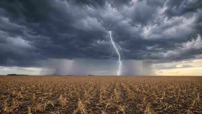 Relámpago bifurcado y cortinas de lluvia sobre un rastrojo de maíz en la región pampeana.
