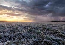 Avanzan las lluvias por el Litoral y vuelven las heladas al centro del país Campo de trigo con escarcha mientras una tormenta se aleja sobre el horizonte en la región pampeana argentina.