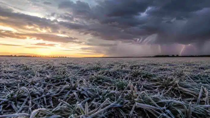 Campo de trigo con escarcha mientras una tormenta se aleja sobre el horizonte en la región pampeana argentina.