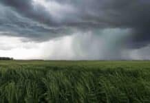 Septiembre arranca con fuertes contrastes: exceso de lluvias al norte y riesgo de heladas Tormenta con lluvias intensas avanzando sobre un campo agrícola, en un escenario asociado a El Niño y al aumento de precipitaciones previsto para septiembre.