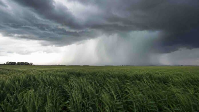 lluvias-septiembre-el-nino-litoral Tormenta con lluvias intensas avanzando sobre un campo agrícola, en un escenario asociado a El Niño y al aumento de precipitaciones previsto para septiembre.