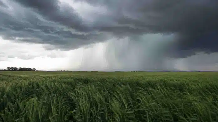 lluvias-septiembre-el-nino-litoral Tormenta con lluvias intensas avanzando sobre un campo agrícola, en un escenario asociado a El Niño y al aumento de precipitaciones previsto para septiembre.