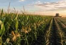 Maíces de hasta 225 qq/ha: las decisiones de manejo que marcaron la diferencia en Santa Fe Lote de maíz de alto rendimiento en Santa Fe durante la cosecha, con espigas desarrolladas y una cosechadora trabajando al fondo.