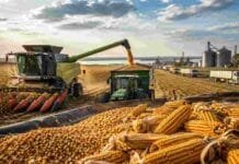 El maíz tardío fortalece las exportaciones argentinas Cosecha récord de maíz en Argentina con una cosechadora descargando granos y camiones rumbo a terminales exportadoras.