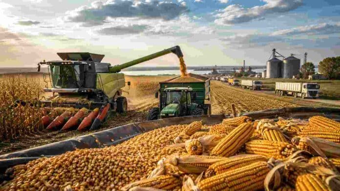 Cosecha récord de maíz en Argentina con una cosechadora descargando granos y camiones rumbo a terminales exportadoras.