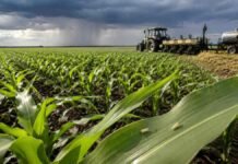 Chicharrita, clima y precios: los tres factores que definirán la siembra de maíz 2026/27 chicharrita sobre el maíz, frente de lluvia y abastecimiento de la sembradora.