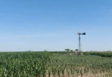 Riego subterráneo en maíz temprano: 77% más de rendimiento en nueve campañas Cultivo de maíz con riego por molino en un lote afectado por falta de humedad.