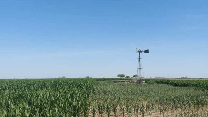 maiz-riego-sequia-campo Cultivo de maíz con riego por molino en un lote afectado por falta de humedad.