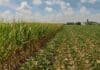 Por qué el informe del USDA moderó la escalada de precios de la soja y el maíz Cultivos de maíz y soja en Estados Unidos con señales de estrés por altas temperaturas y falta de lluvias, en medio del ajuste de rindes proyectado por el USDA.