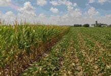 Por qué el informe del USDA moderó la escalada de precios de la soja y el maíz Cultivos de maíz y soja en Estados Unidos con señales de estrés por altas temperaturas y falta de lluvias, en medio del ajuste de rindes proyectado por el USDA.