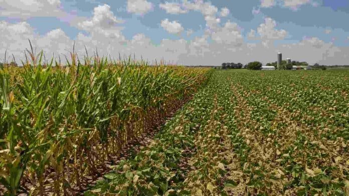 maiz-soja-estados-unidos-usda-rindes-2026 Cultivos de maíz y soja en Estados Unidos con señales de estrés por altas temperaturas y falta de lluvias, en medio del ajuste de rindes proyectado por el USDA.
