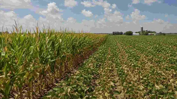 maiz-soja-estados-unidos-usda-rindes-2026 Cultivos de maíz y soja en Estados Unidos con señales de estrés por altas temperaturas y falta de lluvias, en medio del ajuste de rindes proyectado por el USDA.