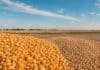 El maíz concentró la actividad y la soja sostuvo precios en el mercado de Rosario Granos de maíz y soja en primer plano sobre un campo agrícola, en una imagen vinculada al mercado de granos de Rosario.
