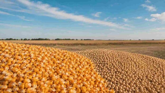 maiz-soja-mercado-rosario Granos de maíz y soja en primer plano sobre un campo agrícola, en una imagen vinculada al mercado de granos de Rosario.