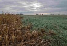 Región núcleo: un invierno atípico pone en jaque al maíz tardío y acelera al trigo Lote de maíz tardío seco sin cosechar junto a un campo de trigo verde al amanecer, en la región pampeana argentina, bajo un cielo nublado de agosto.