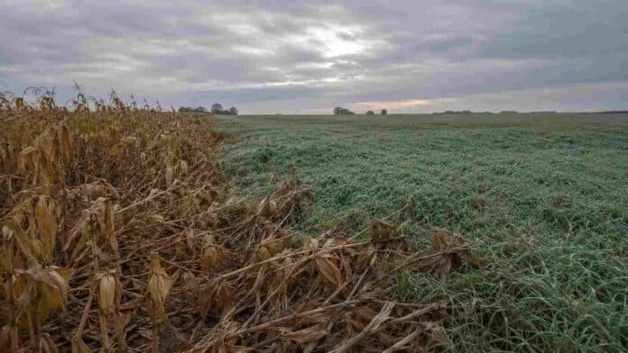 Lote de maíz tardío seco sin cosechar junto a un campo de trigo verde al amanecer, en la región pampeana argentina, bajo un cielo nublado de agosto.