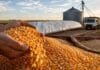 Maíz: esperar para vender ofrece una tasa cercana al 70% anual y amplía la brecha frente a invertir los pesos Manos de un productor sostienen granos de maíz junto a un silo bolsa, un silo metálico y un camión cerealero en un establecimiento rural argentino