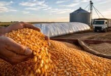 Maíz: esperar para vender ofrece una tasa cercana al 70% anual y amplía la brecha frente a invertir los pesos Manos de un productor sostienen granos de maíz junto a un silo bolsa, un silo metálico y un camión cerealero en un establecimiento rural argentino
