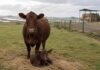 El Niño obliga a preparar el rodeo antes de la primavera Vaca y ternero sobre un potrero alto y seco, con reservas forrajeras protegidas y sectores bajos anegados al fondo.