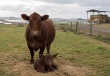 El Niño obliga a preparar el rodeo antes de la primavera Vaca y ternero sobre un potrero alto y seco, con reservas forrajeras protegidas y sectores bajos anegados al fondo.