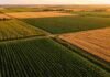 Menos soja y más maíz: así se reacomodó el agro argentino en 10 años Vista aérea de campos agrícolas con lotes de maíz, soja, trigo y girasol en la región pampeana argentina