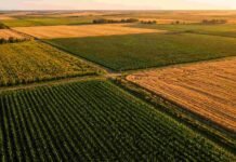 Menos soja y más maíz: así se reacomodó el agro argentino en 10 años Vista aérea de campos agrícolas con lotes de maíz, soja, trigo y girasol en la región pampeana argentina