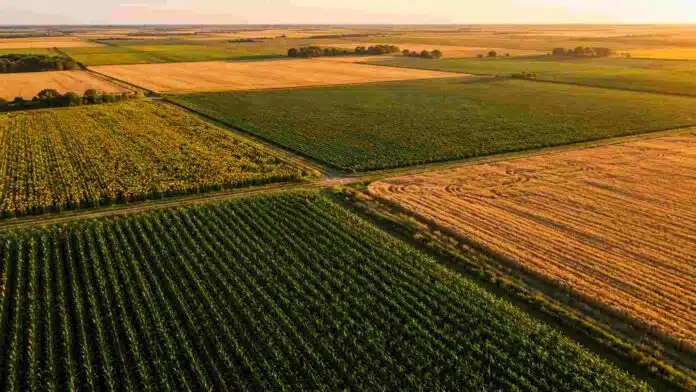 menos-soja-mas-maiz-agro-argentino-10-anos Vista aérea de campos agrícolas con lotes de maíz, soja, trigo y girasol en la región pampeana argentina