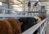 Así cerraron los precios del Mercado Agroganadero este miércoles 26 de agosto Operarios supervisan el ingreso de bovinos al sector de clasificación y pesaje de un mercado agroganadero.