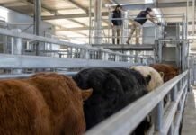 Así cerraron los precios del Mercado Agroganadero este miércoles 26 de agosto Operarios supervisan el ingreso de bovinos al sector de clasificación y pesaje de un mercado agroganadero.