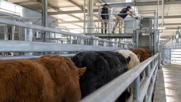 mercado-agroganadero-clasificacion-pesaje-hacienda Operarios supervisan el ingreso de bovinos al sector de clasificación y pesaje de un mercado agroganadero.
