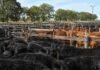 Mercado Agroganadero: los precios definitivos de la hacienda este viernes 28 de agosto Hacienda bovina en corrales del Mercado Agroganadero, con animales de distintas categorías concentrados antes de la comercialización.