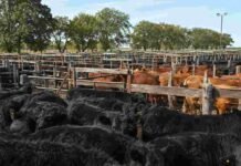 Mercado Agroganadero: los precios definitivos de la hacienda este viernes 28 de agosto Hacienda bovina en corrales del Mercado Agroganadero, con animales de distintas categorías concentrados antes de la comercialización.