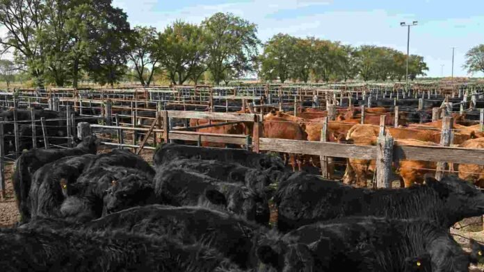 Hacienda bovina en corrales del Mercado Agroganadero, con animales de distintas categorías concentrados antes de la comercialización.