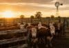Mercado Agroganadero: cerraron los precios definitivos de este miércoles Hacienda vacuna en corrales de un establecimiento ganadero argentino durante una jornada de comercialización.
