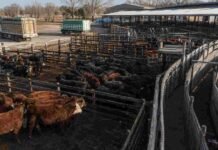 Mercado Agroganadero: así cerraron los precios por categoría este martes 11 de agosto Corrales con hacienda vacuna en el Mercado Agroganadero durante la jornada del 11 de agosto de 2026.