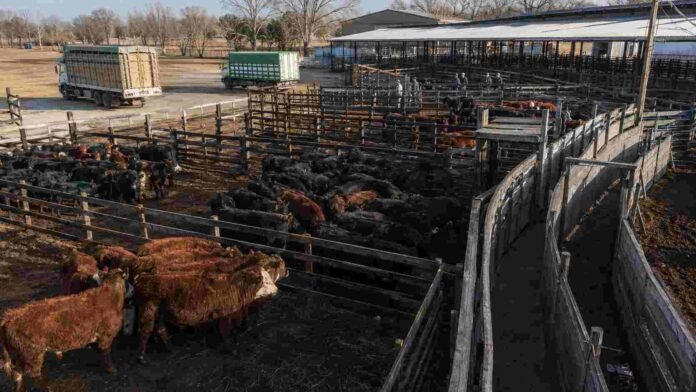 Corrales con hacienda vacuna en el Mercado Agroganadero durante la jornada del 11 de agosto de 2026.
