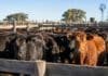 Mercado Agroganadero: los precios definitivos por categoría de este viernes 14 de agosto