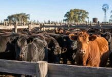 Mercado Agroganadero: los precios definitivos por categoría de este viernes 14 de agosto