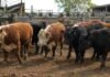 Mercado Agroganadero: los precios definitivos por categoría de este miércoles 12 de agosto Hacienda bovina en corrales del Mercado Agroganadero durante una jornada de comercialización de ganado.